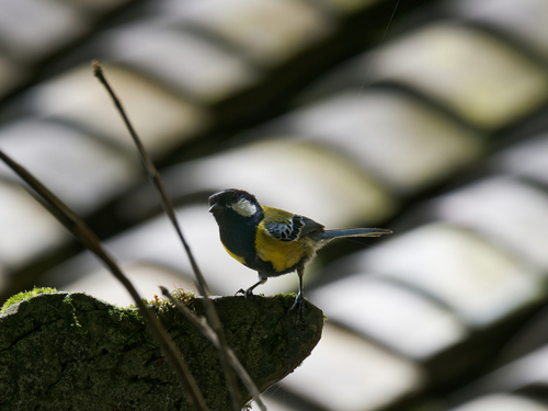 Green-backed Tit