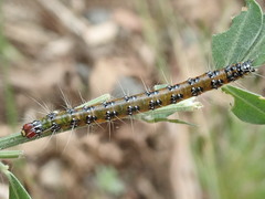 Uresiphita ornithopteralis