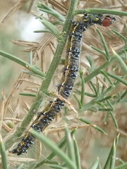 Uresiphita ornithopteralis