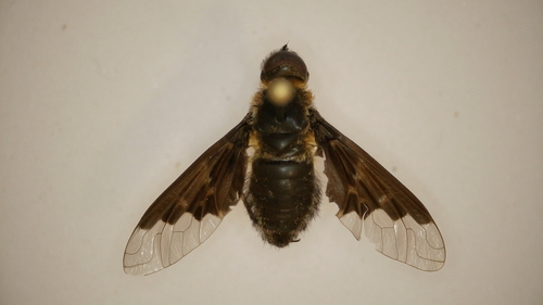 Black Banded Bee Fly