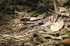 Hamadryas amphinome mazai