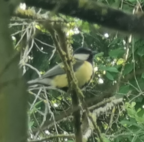 Great Tit