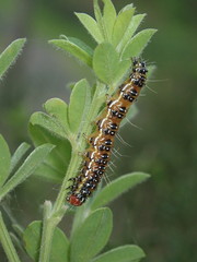 Uresiphita ornithopteralis
