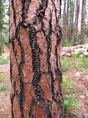 Lampropeltis pyromelana