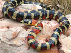 Lampropeltis pyromelana