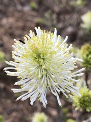 Fothergilla