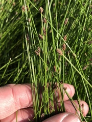 Eleocharis occulta