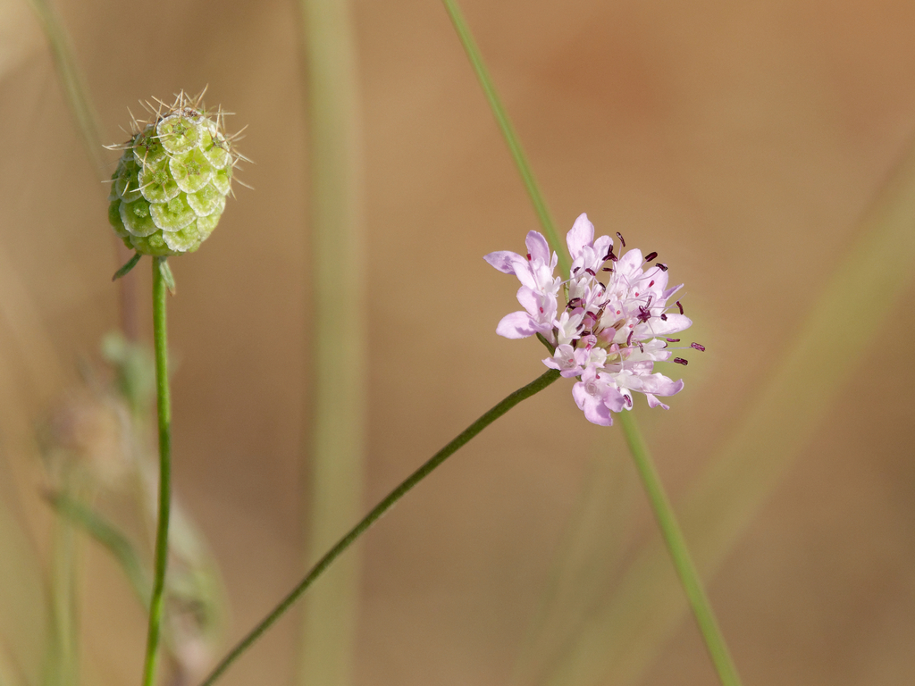 Sixalix semipapposa