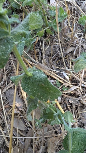 Apple Mint
