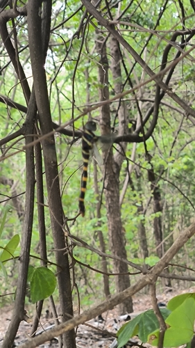 common torrent hawk