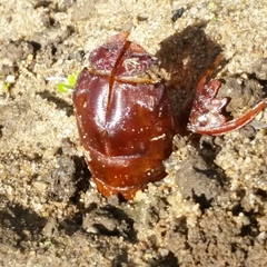 Abantiades atripalpis