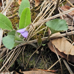 Viola hirsutula