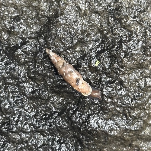 Tauphaedusa tau