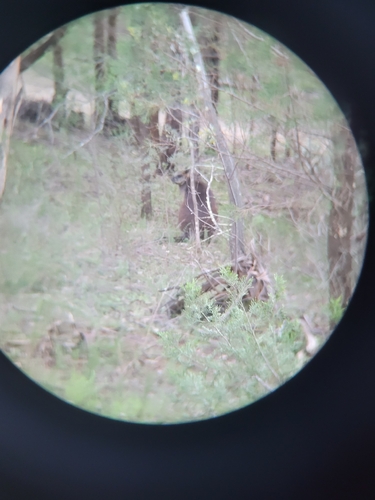 Swamp Wallaby