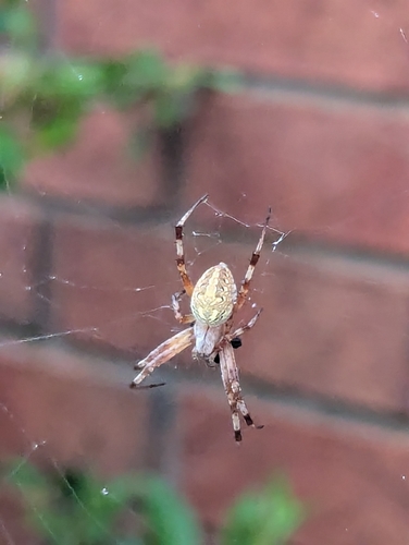 Western Spotted Orbweaver
