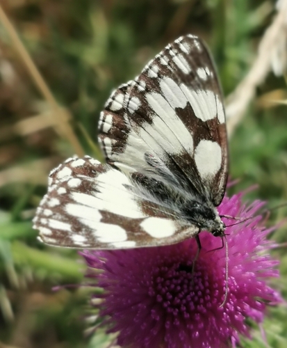 Marbled White
