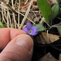 Viola hirsutula
