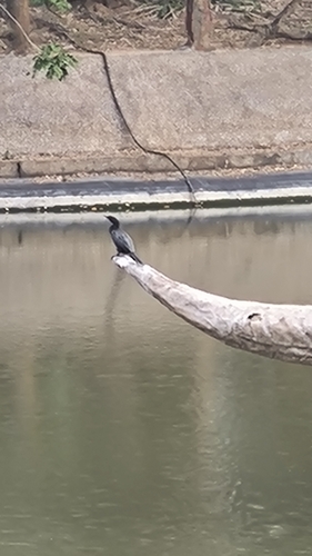 Little Cormorant