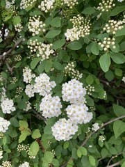 Spiraea × vanhouttei