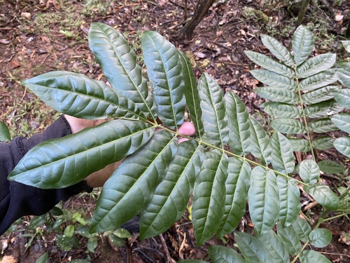 Dysoxylum mollissimum observed 2026-07-02