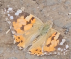 Painted Lady