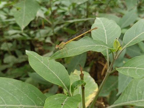 Coromandel Marsh Dart