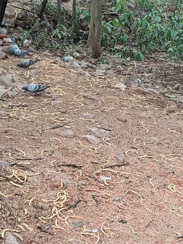 Rock Pigeon
