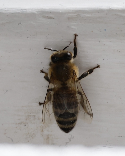 Western Honey Bee