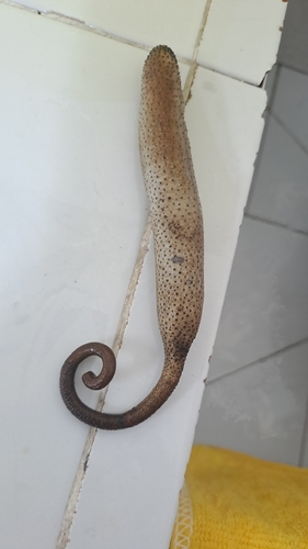 Phascolosoma arcuatum observed 2026-03-20