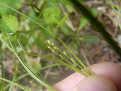 Carex radiata