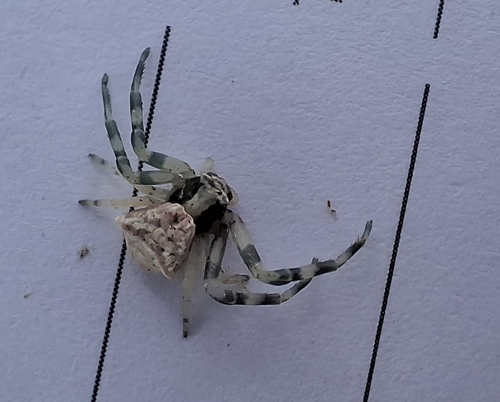 Heather crab spider