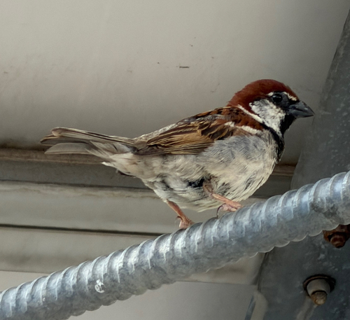 Italian Sparrow