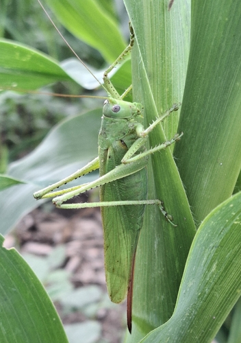 Eastern Green Bush-cricket