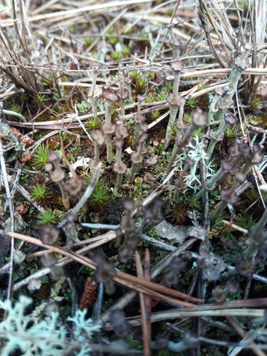 Ladder Lichen