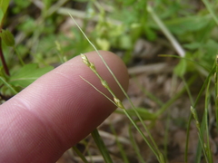 Carex radiata