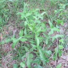 Lactuca ludoviciana