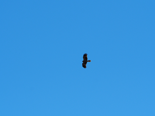 Whistling Kite