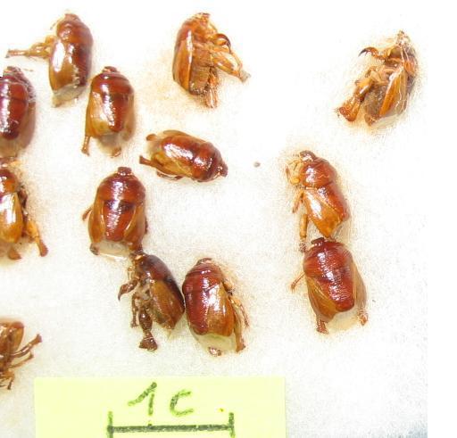 Cephalocteinae