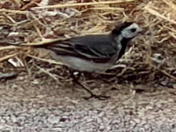 White Wagtail