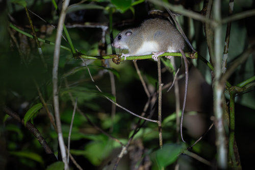 Pogonomys observed 2026-07-01