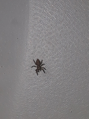 Asaphobelis physonychus