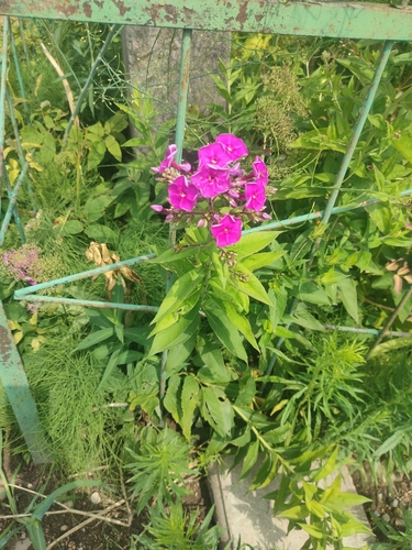 fall phlox