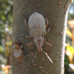 Cyrtomon luridus