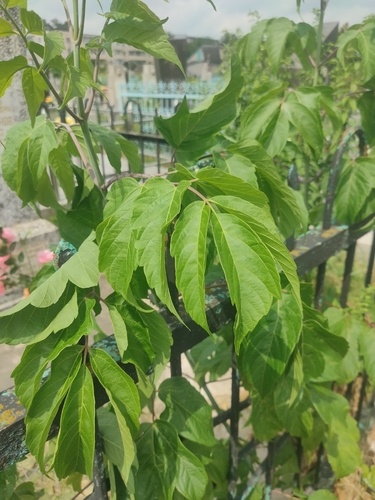 box elder
