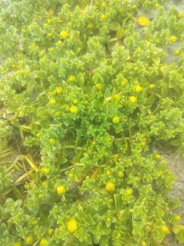Sea Sandwort