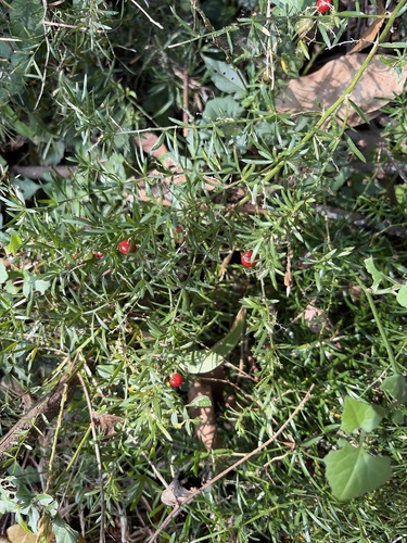 Sprenger's Asparagus