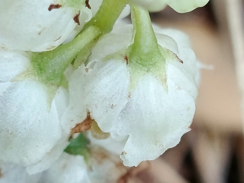 Pyrola media, photograph 6