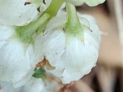 Pyrola media, photograph (c) Игорь Васильев, some rights reserved (CC BY)