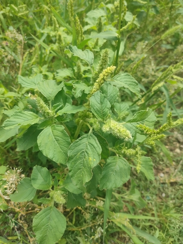 Redroot Amaranth
