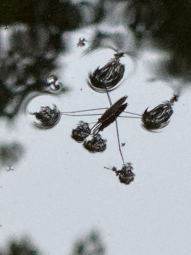 lake pondskater